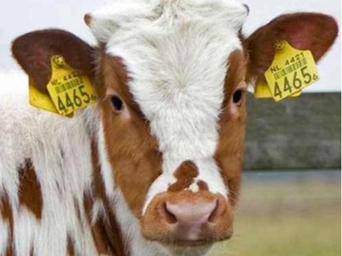 畜牧業(yè)RFID超高頻動物電子標簽 牛羊耳標標簽